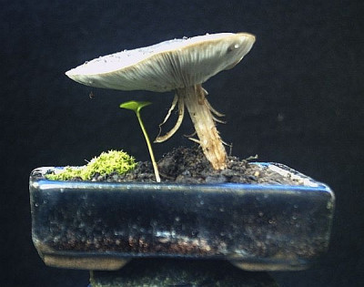 pilz-1.jpg