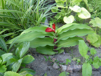 2016-07-20 Roscoea purpurea ‚Red Gurkha' 1.jpg