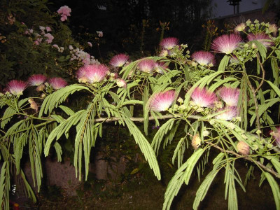 PICT1396.JPG