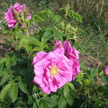 Pierette-09.07.2006_17-21-47_0023.jpg