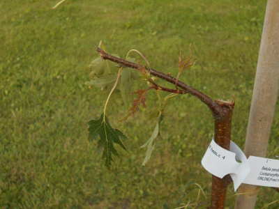 FarnblättrigeBirke.JPG