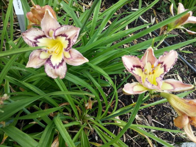 20160715_153533.jpg