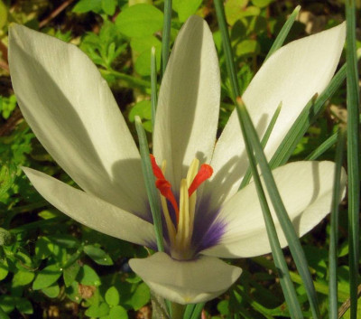 Crocus_mathewii_06-02.jpg