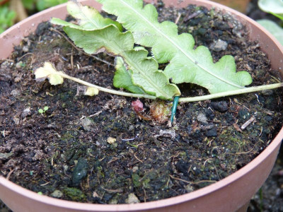 2016-07-21 Woodwardia unigemmata.jpg
