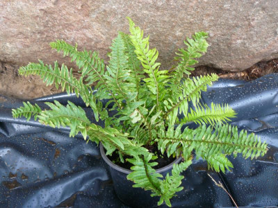 P1210008.JPG