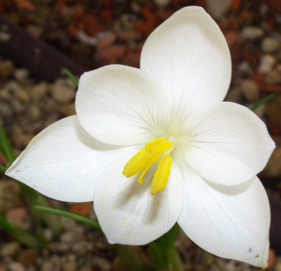 Crocus_goulimyi_weiss_06.jpg
