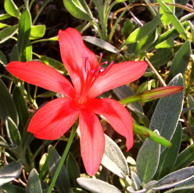 Freesia_laxa.jpg