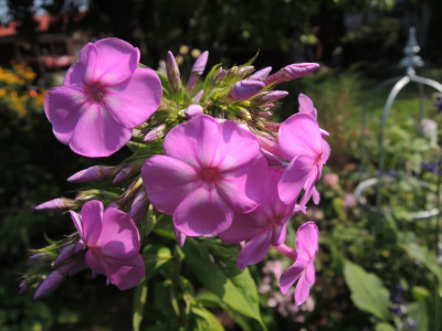 Ph.violett Monica 15.JPG