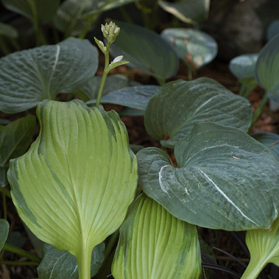 hostas_5899.jpg