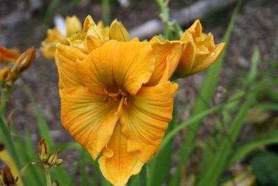 golden hibiscus.jpg