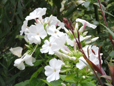 DSCN5296.JPG