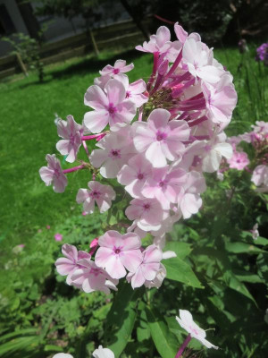 Phlox 'Oiles Perlmutt'_3945.jpg