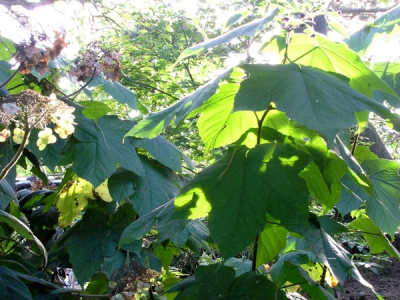 Zimthimbeere-im-Abendlicht-k.jpg