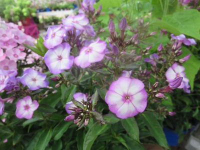 Phlox namenlos bei Kö_3957.jpg