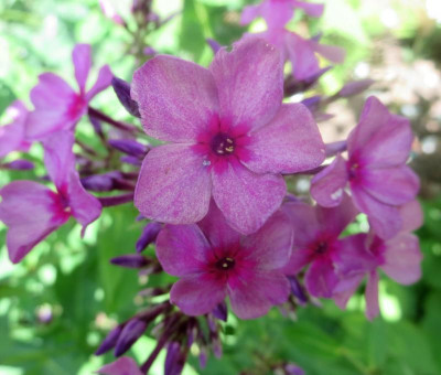 Phlox 'Mister X'_3955.jpg