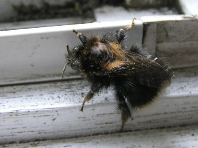 Hummel-Punk-a.jpg