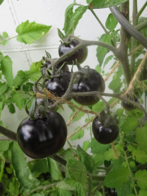 Tomate Indigo Rose_3924.jpg