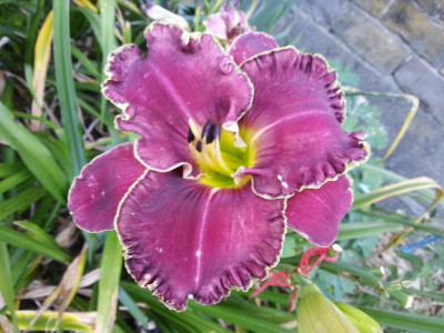 20160720_064622.jpg