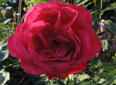 new_Unbekannte_rote_Strauchrose_Oktober.jpg