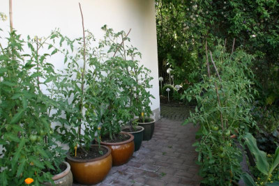 Tomaten0216.JPG