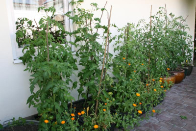 Tomaten0316.JPG