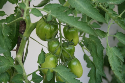 Tomaten0616.JPG