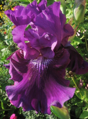 new_Rosalie_Figge_Oktober.jpg