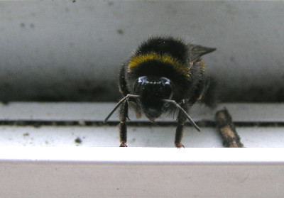 Hummel-Ninja-b.jpg