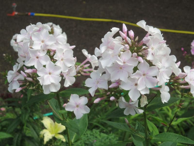 Phlox weiß mit rosa Strichen_3814.jpg
