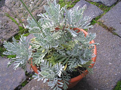 Lavandula_pinnata_Herbst_2006_fars.jpg