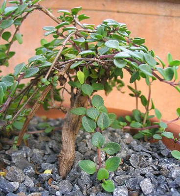 Thymus_origanoides_Herbst_2006_fars.jpg