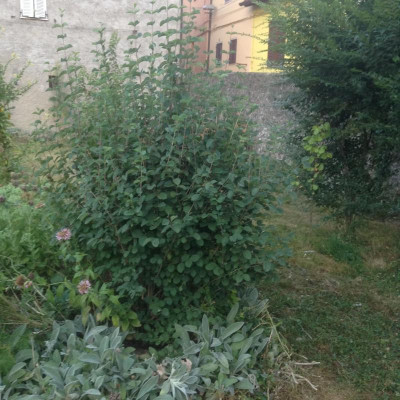 image.jpeg
