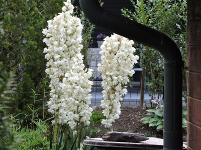 DSCN5319.JPG