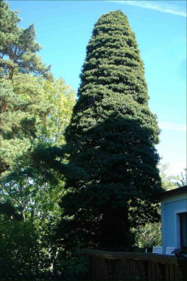 Efeubaum.jpg