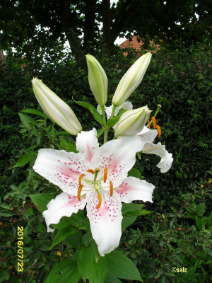 Star Lilie 2016.jpg