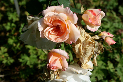 1R_moschataPenelope.jpg