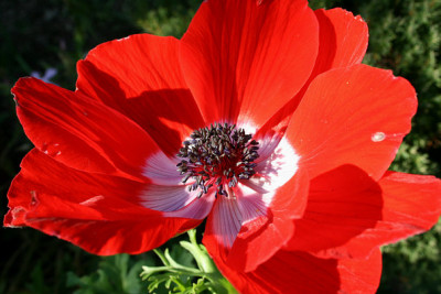 1St_Anemonecaronica.jpg