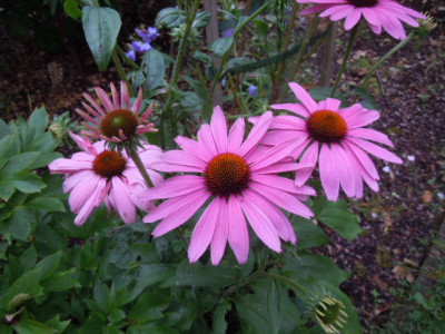 echinacea.JPG