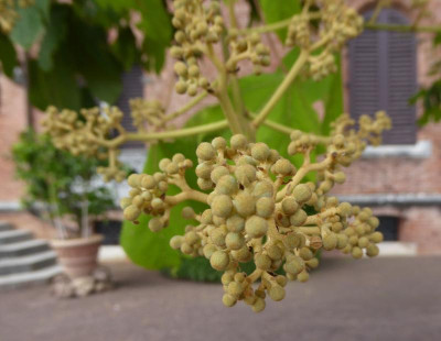 P1050796.JPG