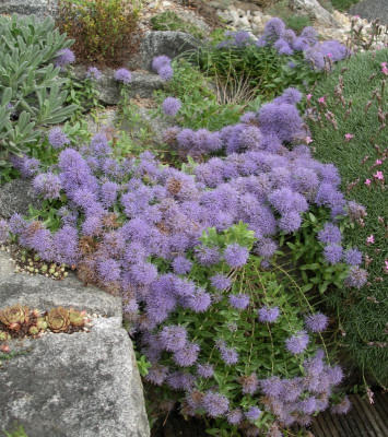 Trachelium jacquinii ssp. rumelianum 23.07.16.JPG