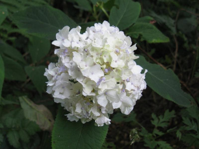 H involucrata Sterilis [1280x768].jpg
