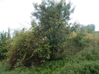 wilder_Apfelbaum.jpg