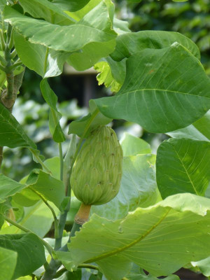 2016-07-23 Magnolia 'Ashei'.jpg