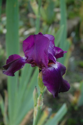 A1024_Large.JPG