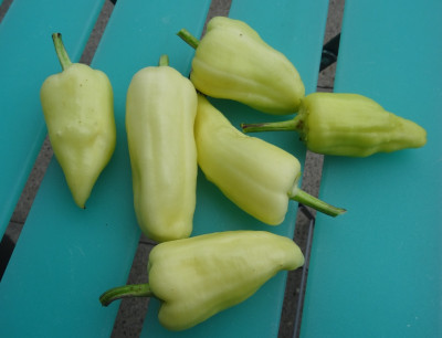 paprika.jpg