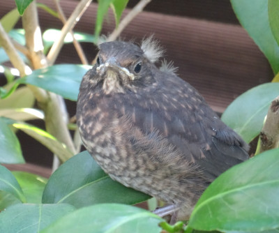 Junge Amsel.jpg