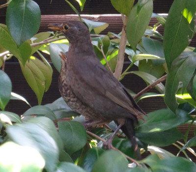 Amsel mit jungem.jpg