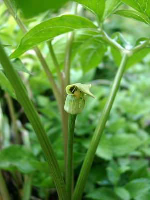 06220033_eArisaema_flavum.JPG