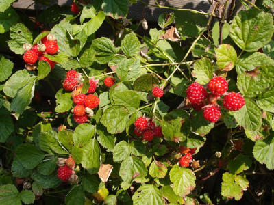 P7251874.JPG