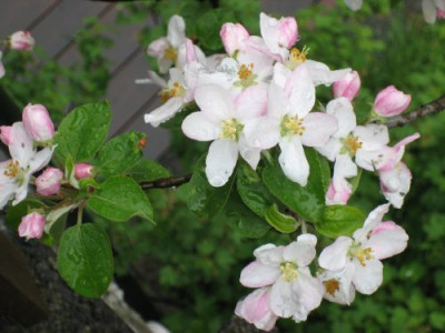 IMG_1393apfel.jpg